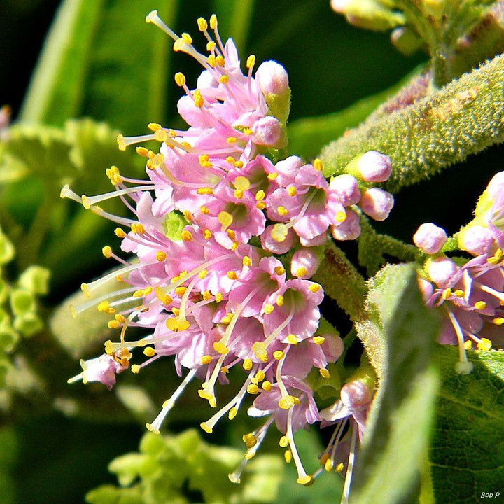 Callicarpa americana ~ Belleza americana