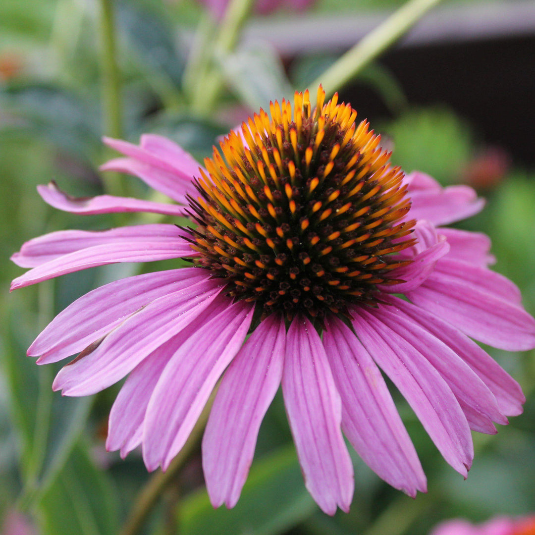 Echinacea purpurea 'Magnus' ~ Magnus Echinacea, Coneflower