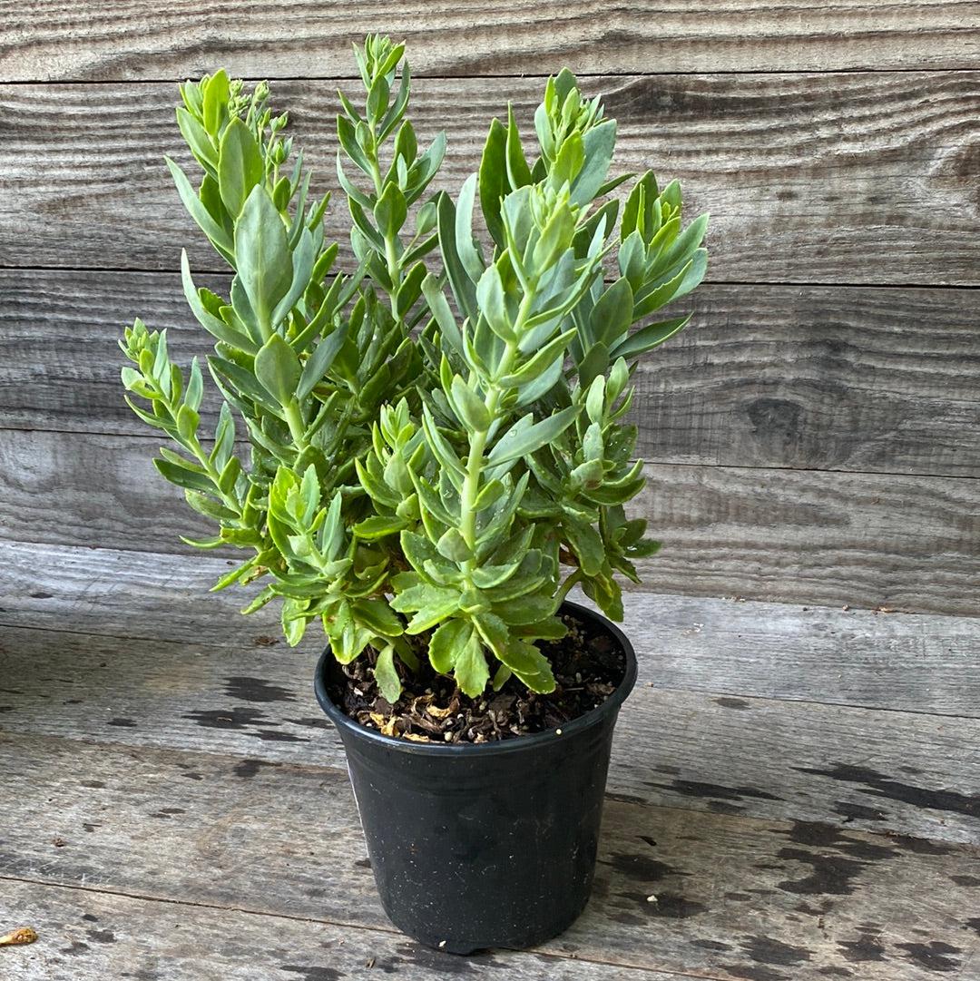 Sedum spectabile 'Autumn Joy' ~ Autumn Joy Stonecrop