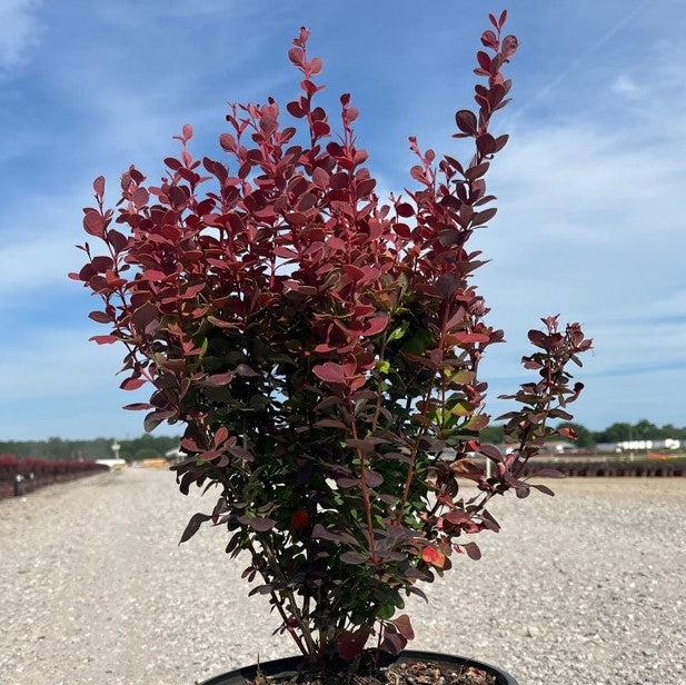 Berberis thunbergii f. atropurpurea 'Orange Rocket' ~ Orange Rocket Barberry