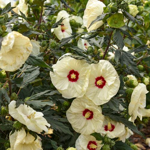 Hibiscus 'French Vanilla' PP33181 ~ Summerific® French Vanilla