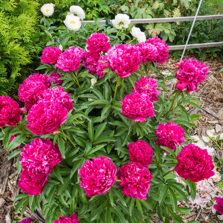 Paeonia lactiflora 'Kansas' ~ Kansas Peony