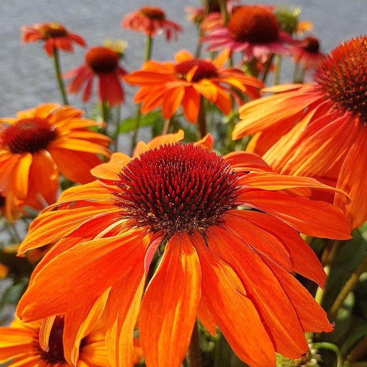 Echinacea 'Orange Skipper' ~ Butterfly™ Orange Skipper Echinacea, Coneflower