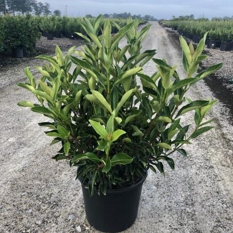 Viburnum awabuki 'Chindo' ~ Chindo Sweet Viburnum