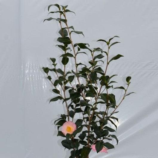 Camellia japonica 'April Blush' ~ April Blush Camellia