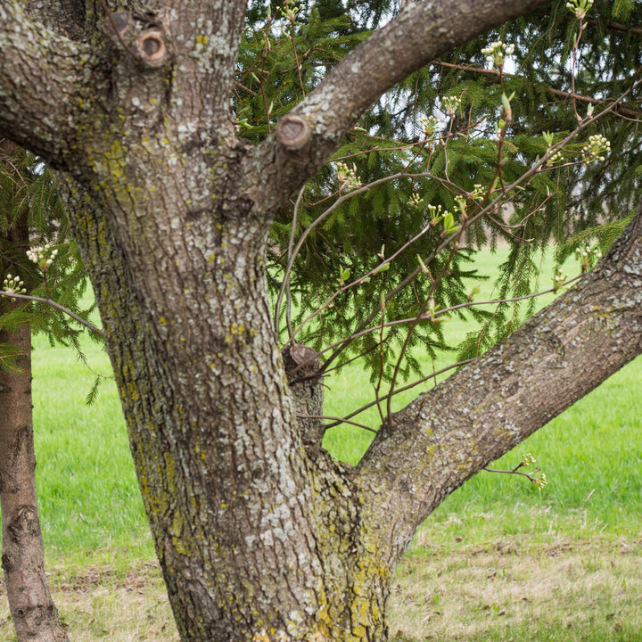 Pyrus calleryana 'Cleveland Select' ~ Cleveland Select Callery Pear