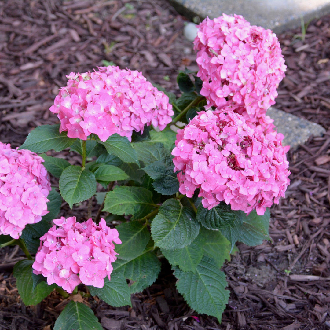 Hydrangea macrophylla 'Bailmacfive' PP30,359 ~ Endless Summer® Summer Crush® Hortensia