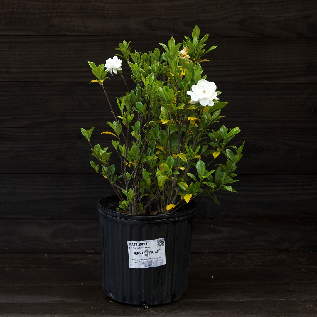 Gardenia jasminoides 'August Beauty' ~ August Beauty Gardenia