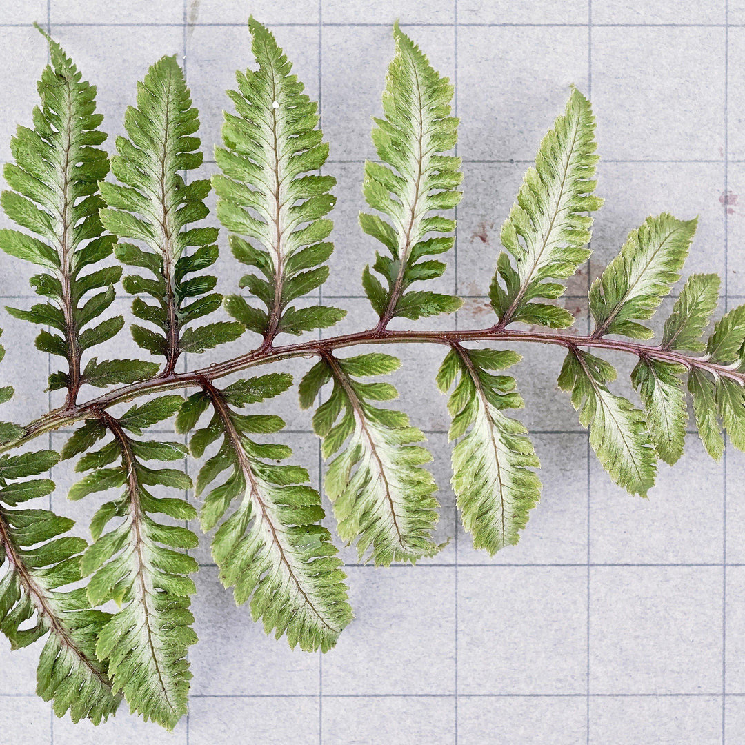 Athyrium niponicum var. pictum 'Ursula's Red' ~ Ursula's Red Japanese Painted Fern