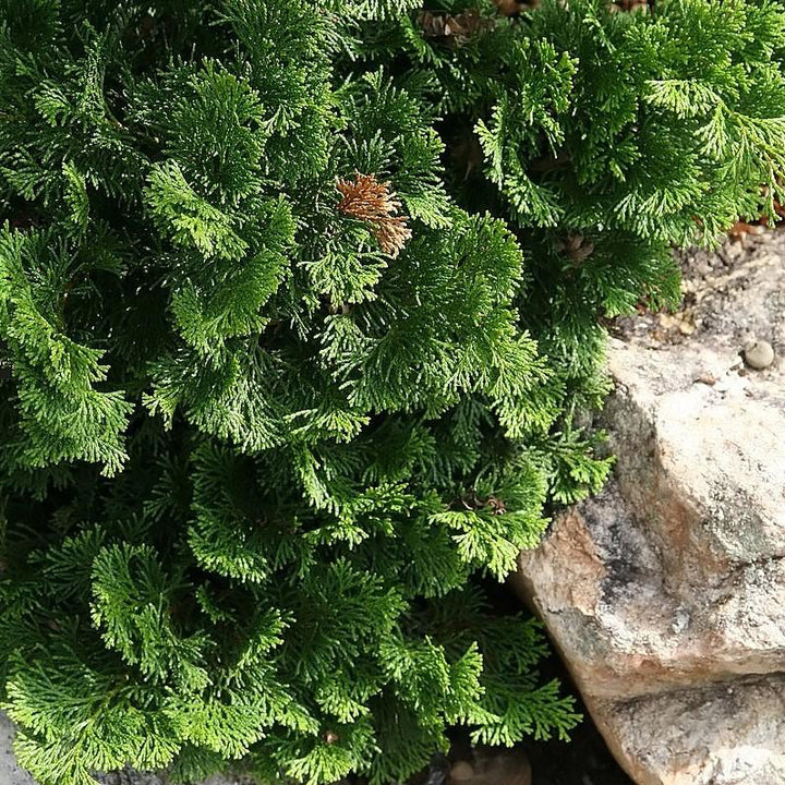 Chamaecyparis obtusa 'Nana Gracilis' ~ Nana Gracilis Hinoki Cypress