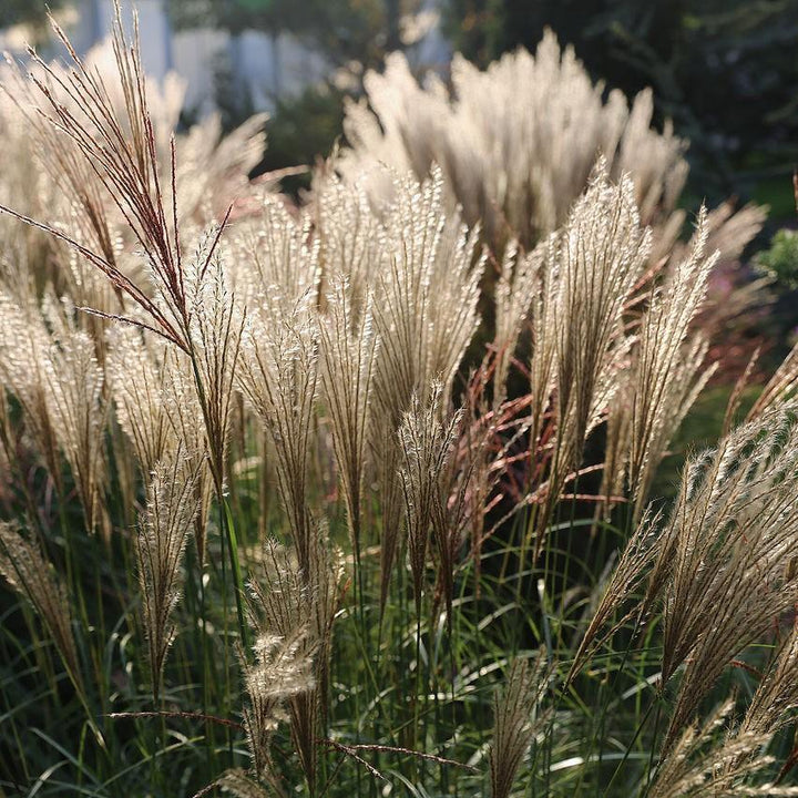 Miscanthus sinensis 'Adagio' ~ Adagio Maiden Grass