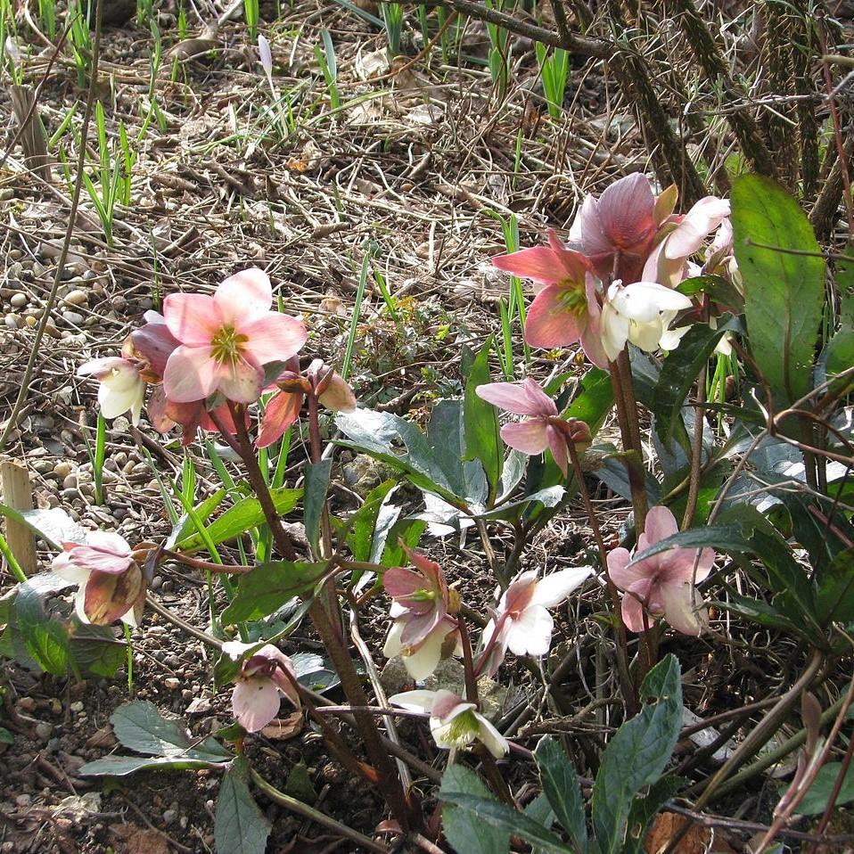 Helleborus x ballardiae 'COSEH 710' ~ HGC® Pink Frost Lenten Rose