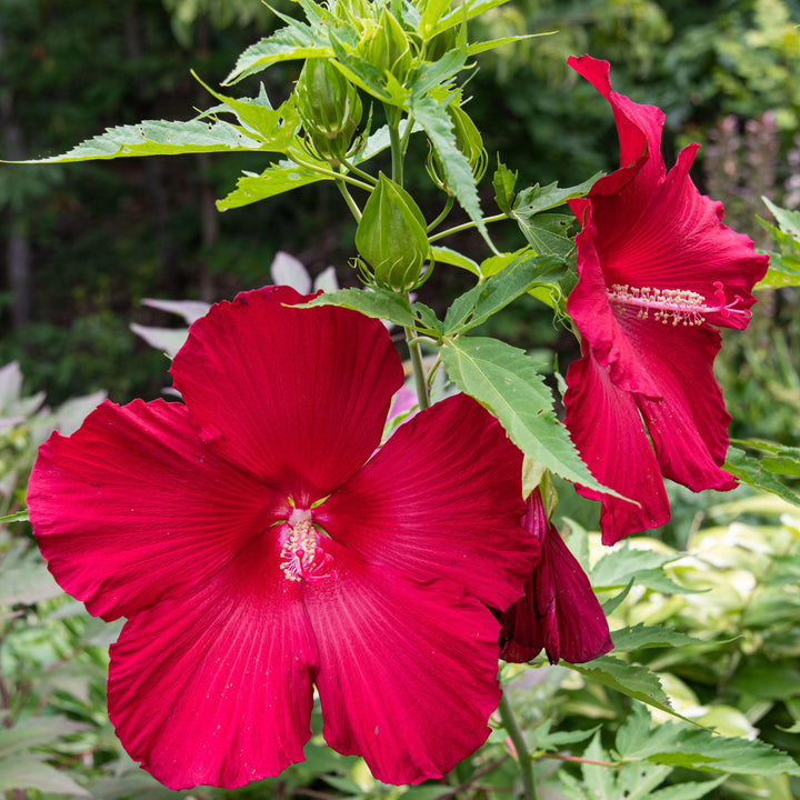 Hibiscus 'Lord Baltimore' ~ Lord Baltimore Hibiscus