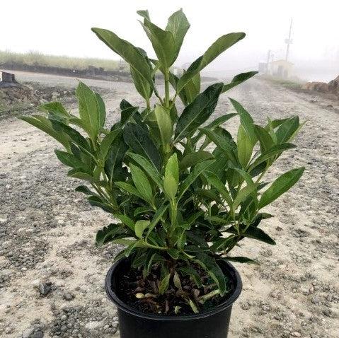 Viburnum awabuki 'Chindo' ~ Chindo Sweet Viburnum