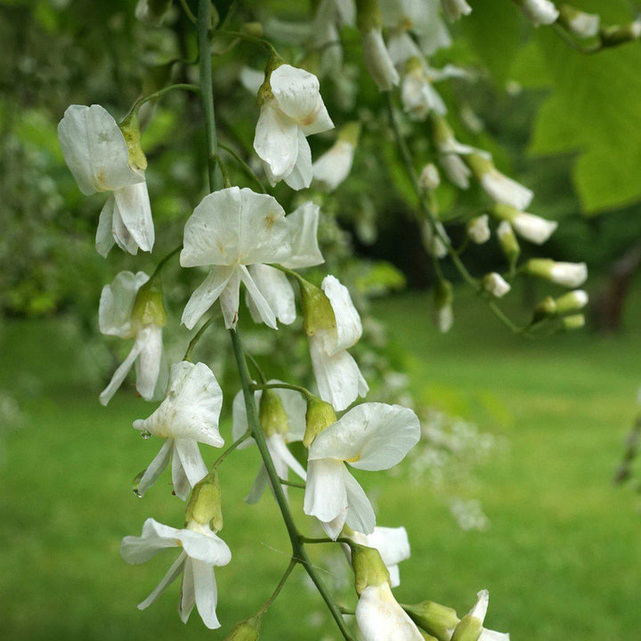 Cladrastis kentukea ~ American Yellowwood