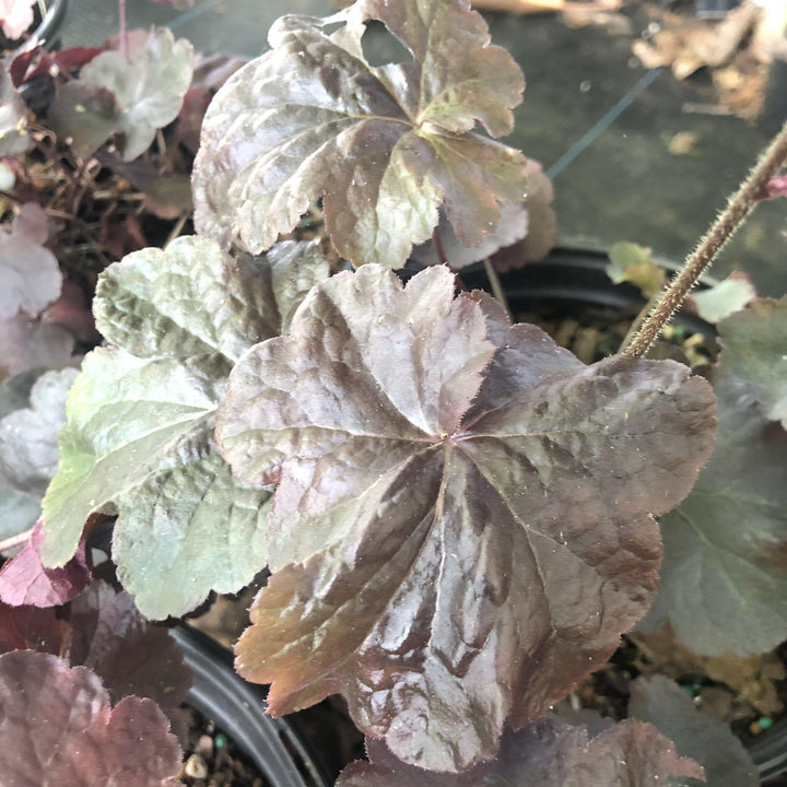 Heuchera 'Obsidian' ~ Obsidian Coral Bells