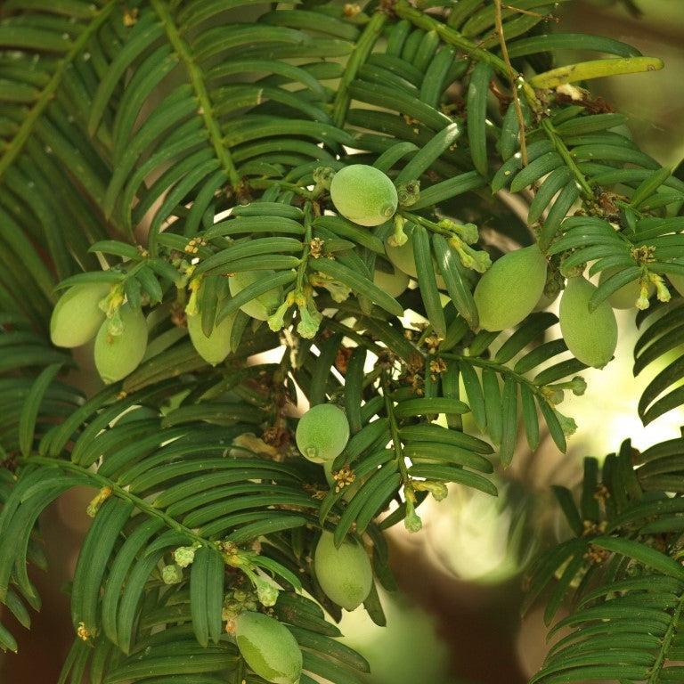 Cephalotaxus harringtonia var. drupacea ~ Drupacea Japanese Plum Yew