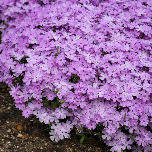 Phlox subulata 'Pink Sparkles' ~ Spring Bling™ Pink Sparkles Creeping Phlox