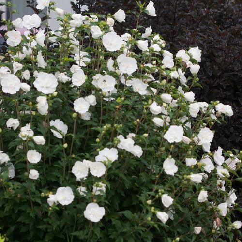 Hibiscus syriacus 'Notwoodtwo' ~ White Chiffon® Rose of Sharon