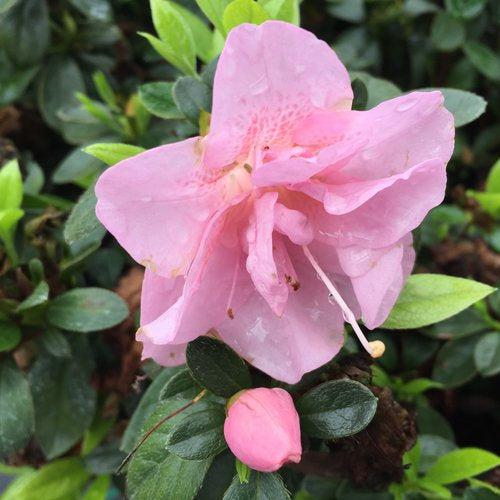 Rhododendron x 'NCRX3' ~ PW® Perfecto Mundo® Double Pink Azalea