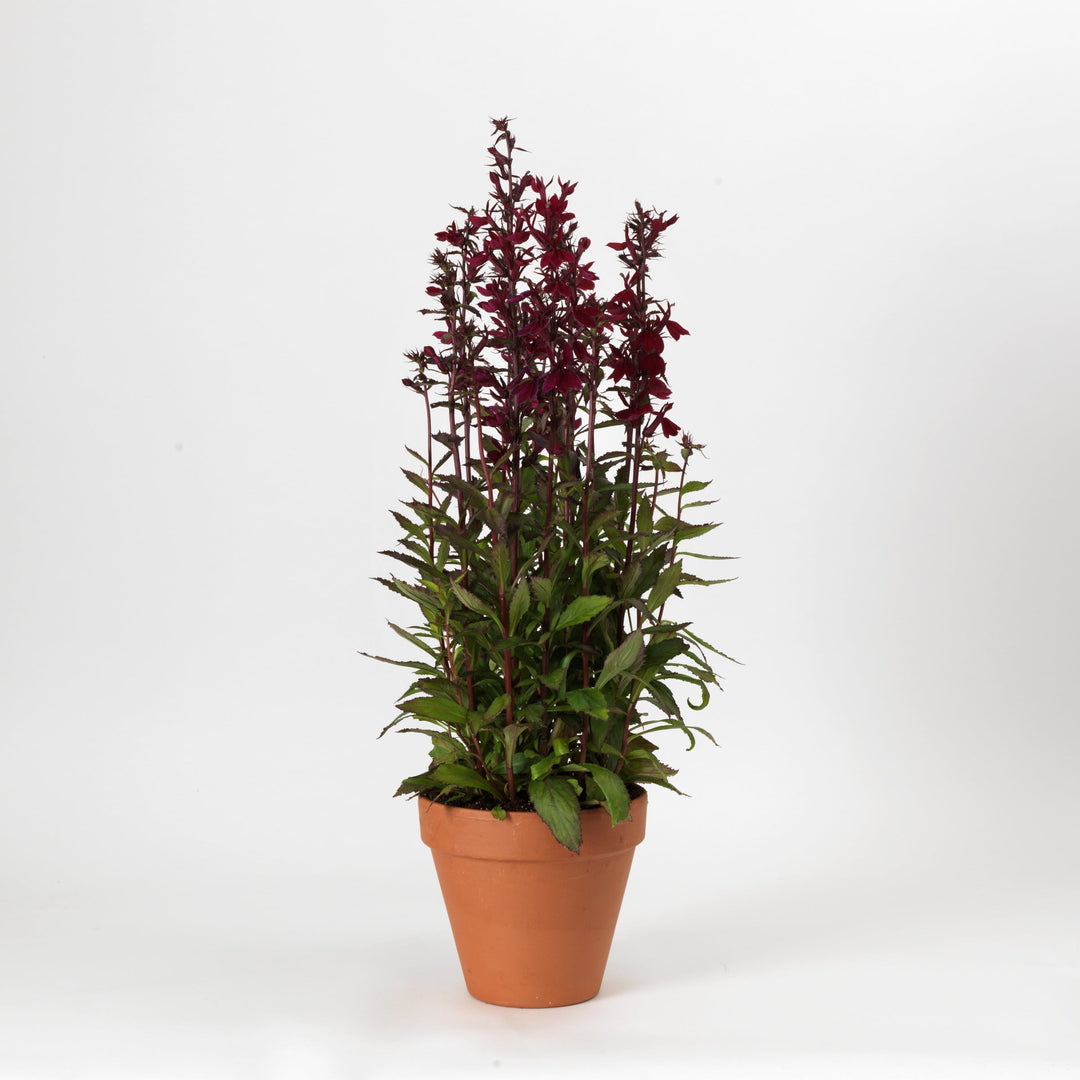 Lobelia x speciosa 'PAS1301790' ~ Starship™ Burgundy Cardinal Flower