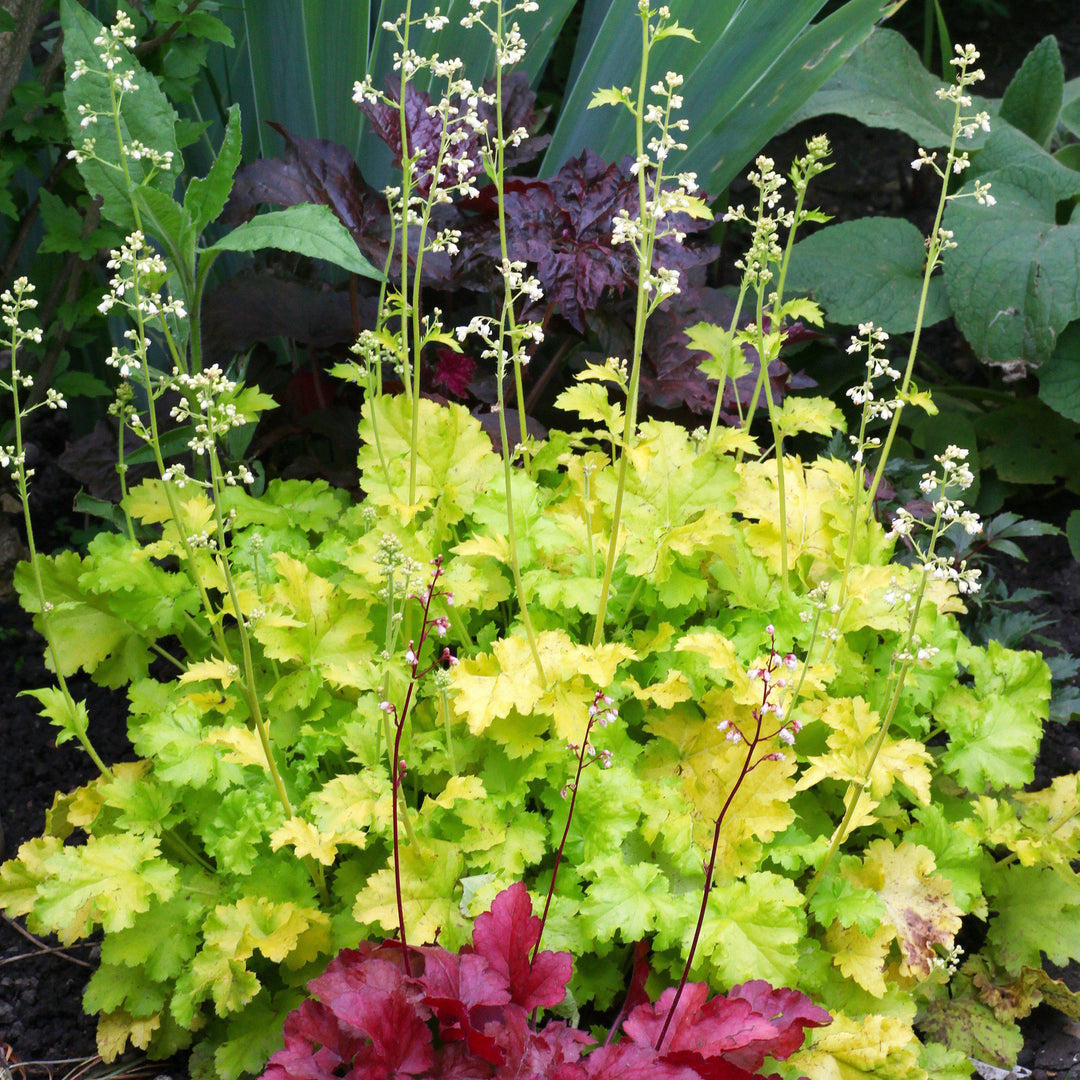 Heuchera 'Twist of Lime' ~ Twist of Lime Coral Bells