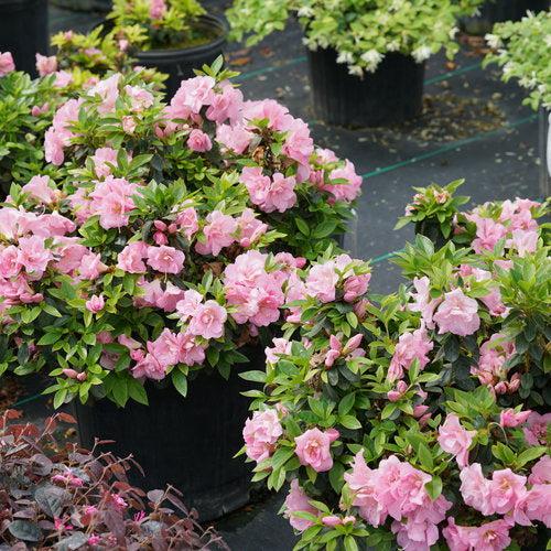 Rhododendron x 'NCRX3' ~ PW® Perfecto Mundo® Double Pink Azalea