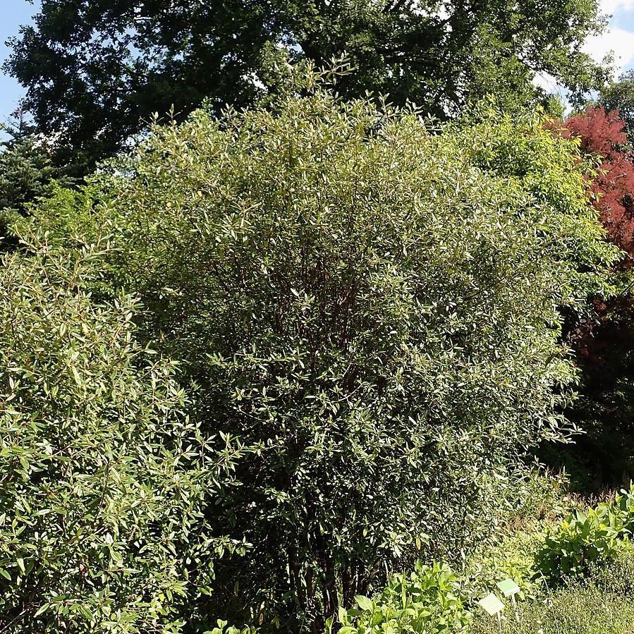 Viburnum 'Pragense' ~ Prague Viburnum