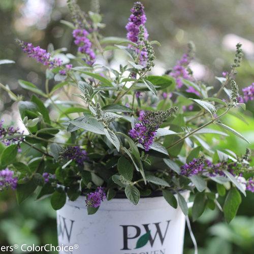 Buddleia 'Blue Chip Jr.' ~ Lo & Behold® Blue Chip Jr. Butterfly Bush