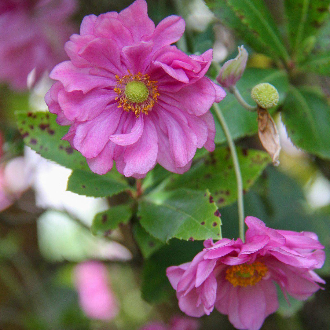 Anemone hupehensis 'Pocahontas' ~ Fantasy™ Pocahontas Anemone