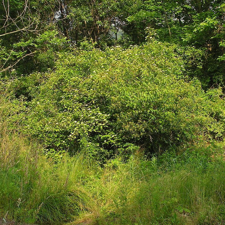 Cornus amomum ~ Silky Dogwood