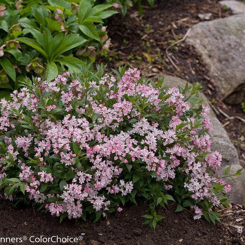 Deutzia 'NCDX2' ~ Yuki Cherry Blossom® Deutzia