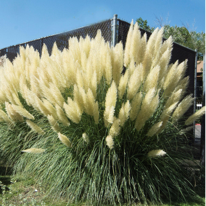 Cortaderia selloana ~ Pampas Grass