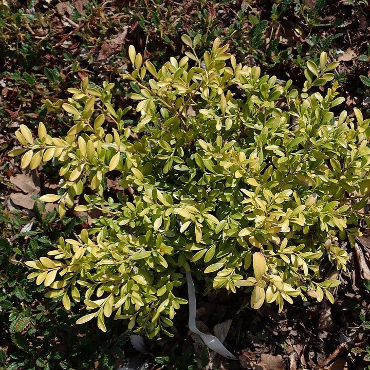 Buxus microphylla 'Tide Hill' ~ Tide Hill Boxwood