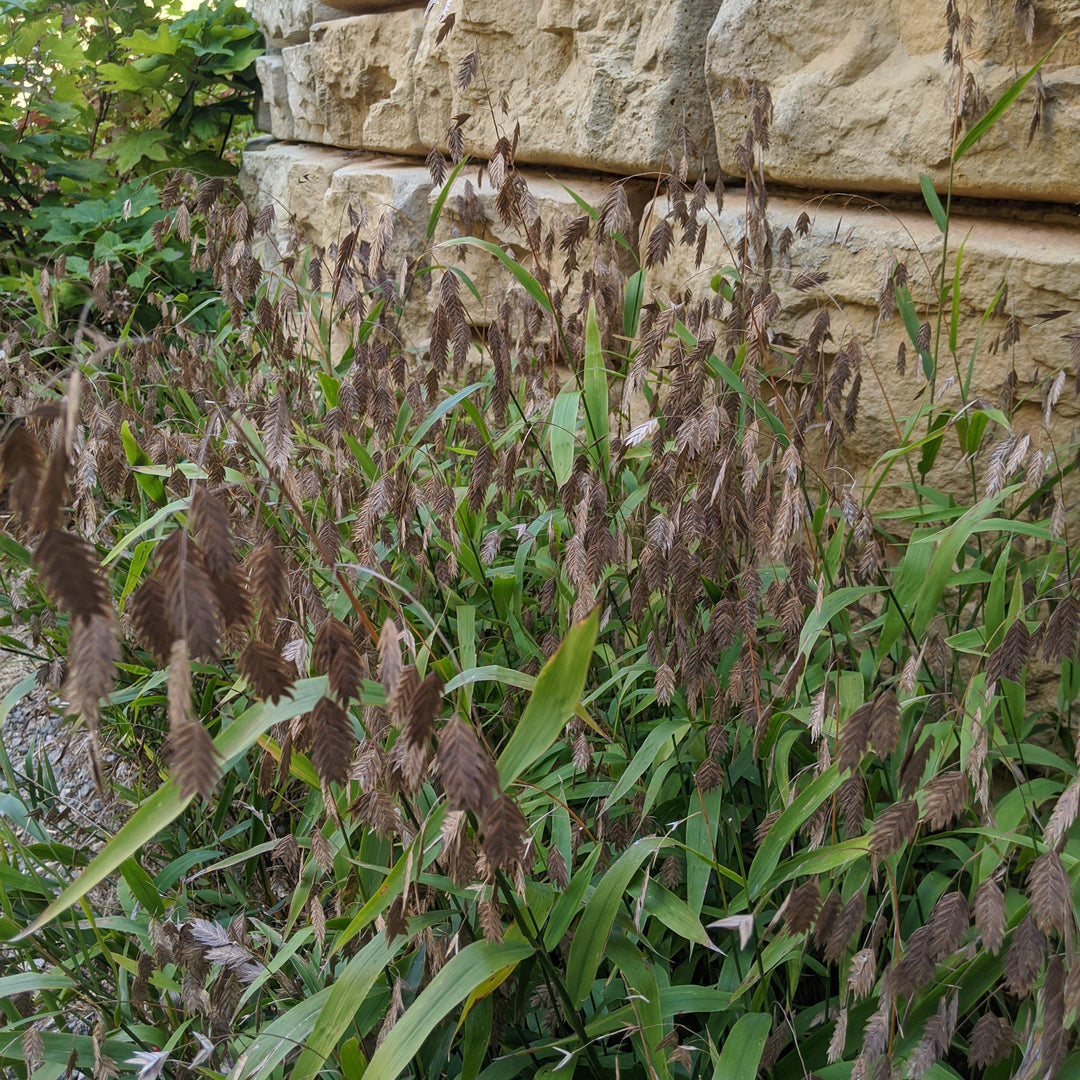 Chasmanthium latifolium ~ River Oats, Inland Sea Oats