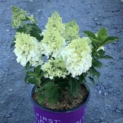 Hortensia paniculata 'Bailpanone' PP32,549 ~ First Editions® Little Hottie® Hydrangea