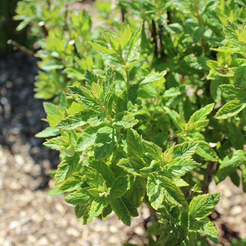 Spiraea tomentosa ~ Steeplebush