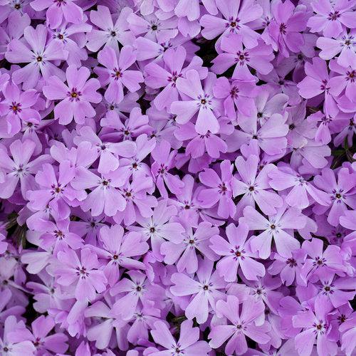 Phlox subulata 'Pink Sparkles' ~ Spring Bling™ Pink Sparkles Creeping Phlox