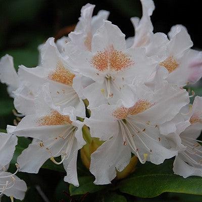 Rododendro 'Blanco de Cunningham' ~ Rododendro blanco de Cunningham