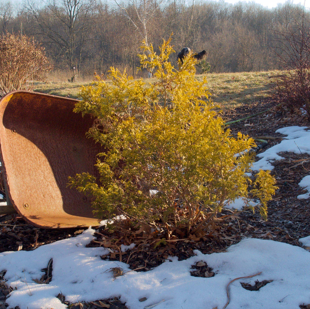 Chamaecyparis pisifera 'Golden Mop' ~ Golden Mop False Cypress