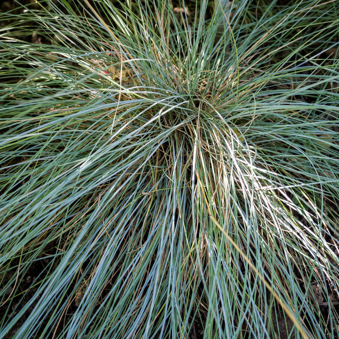 Festuca glauca 'Cool as Ice' ~ Cool as Ice Fescue