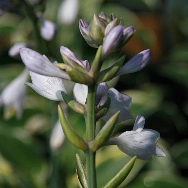 Hosta 'First Frost' ~ First Frost Hosta