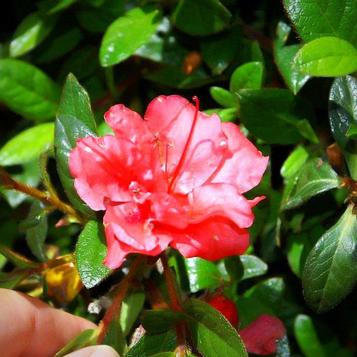 Rhododendron ‘Roblea’ ~ Encore® Autumn Princess™ Azalea