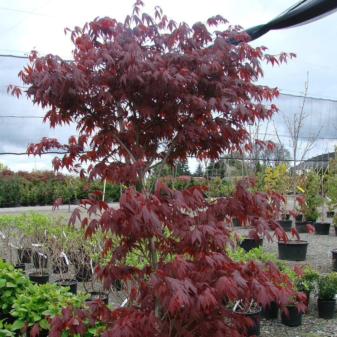 Acer palmatum 'Fireglow' ~ Fireglow Japanese Maple