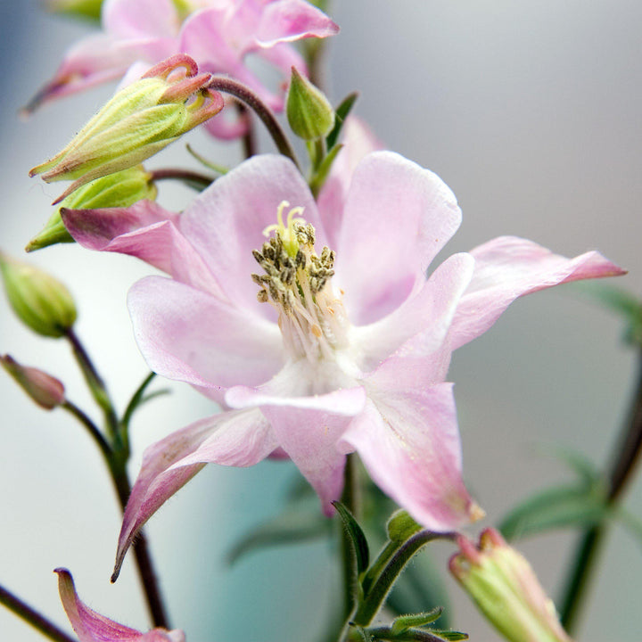 Aquilegia 'Biedermeier' ~ Beidermeier Columbine