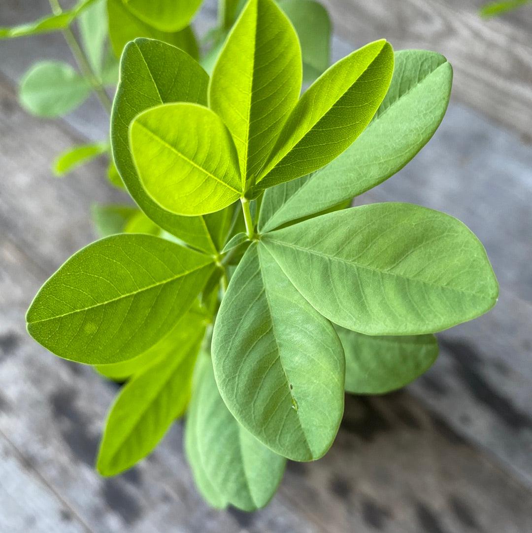 Baptisia australis ~ Blue False Indigo