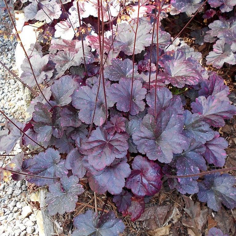 Heuchera x 'Midnight Rose' ~ Midnight Rose Coral Bells