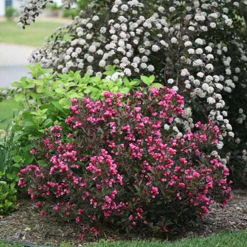 Weigela florida 'Alexandra’ ~ Wine & Roses® Weigela