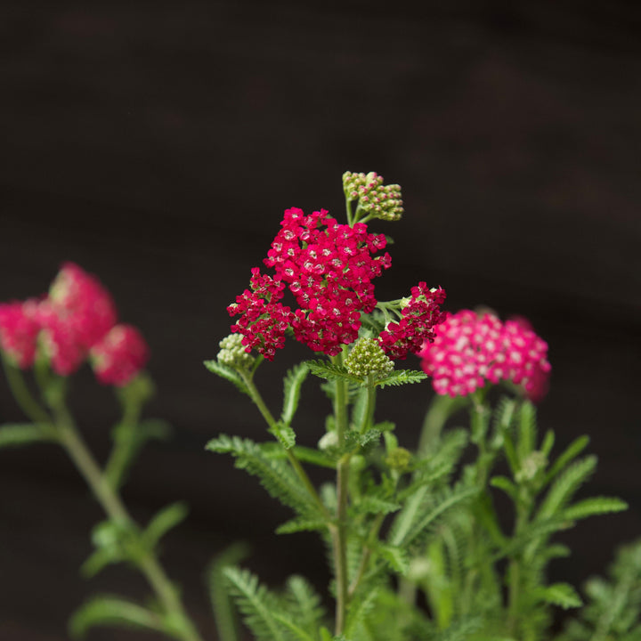 Achillea millefolium 'Balvinred' PP25618~ New Vintage™ Red Yarrow