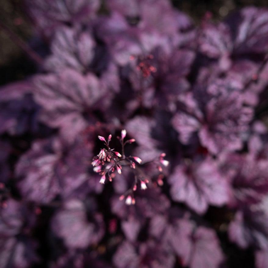 Heuchera x 'TNHEUFP' ~ Forever® Purple Coral Bells